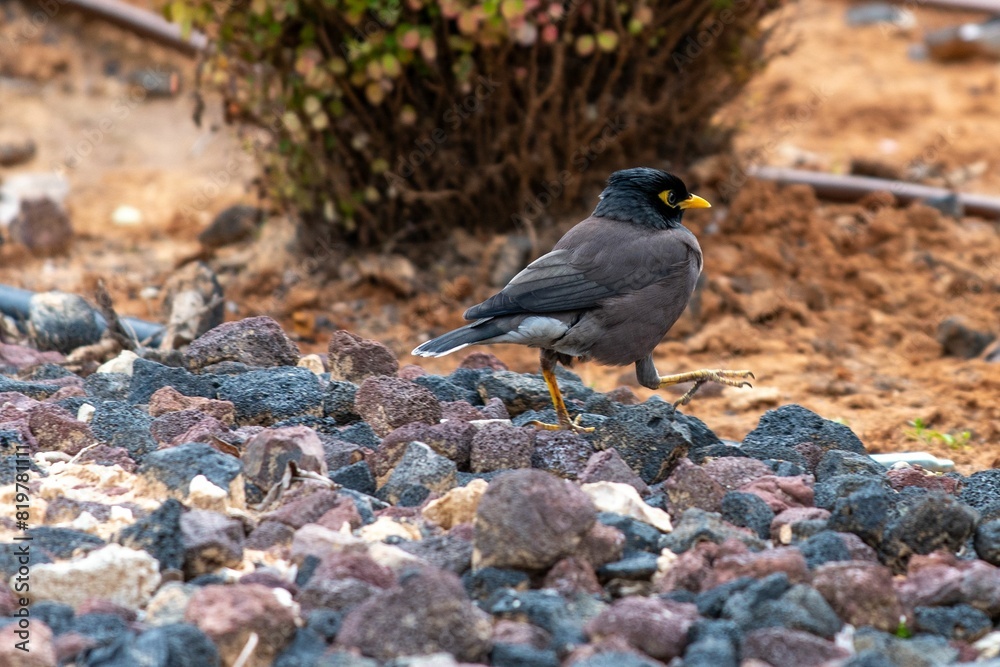 Closeup of an Indian myna, Acridotheres tristis walking on the rocks. Closeup of an Indian myna, Acridotheres tristis walking on the rocks.