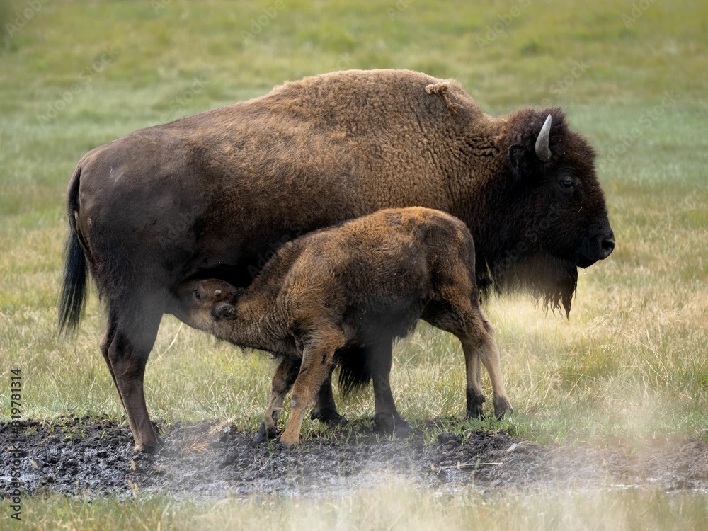 Baby biser feeds on its mother's milk in the wild Baby biser feeds on its mother's milk in the wild