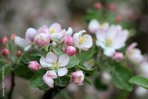 Apple blossom on a branch in spring garden. White pink flowers and buds with green leaves