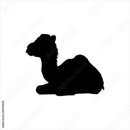 Sitting baby camel silhouette isolated on white background. Baby camel icon vector illustration design.