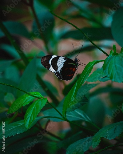 Vertical closeup shot of a sara longwing butterfly on a green leaf