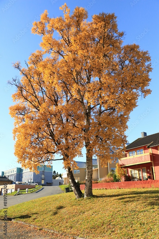Tall tree with bright autumn foliage stands in an open field in front of a house. Tall tree with bright autumn foliage stands in an open field in front of a house.