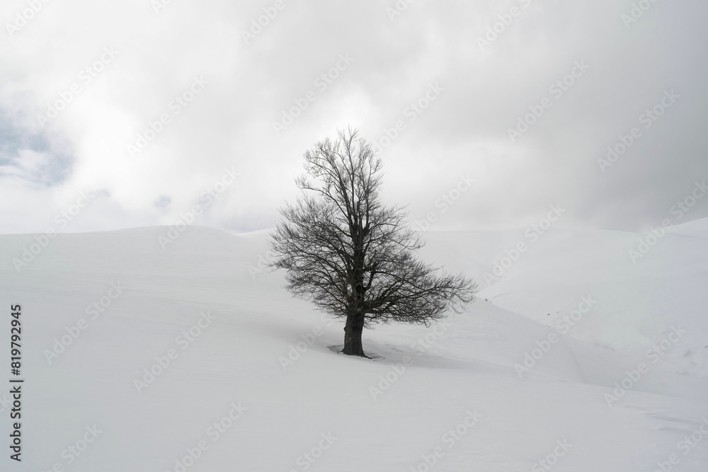 Single coniferous tree stands atop a snow-covered mountain Single coniferous tree stands atop a snow-covered mountain