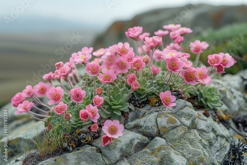 Digital artwork of pink wild fower growing on rocks brittany cliffs cairns california photo