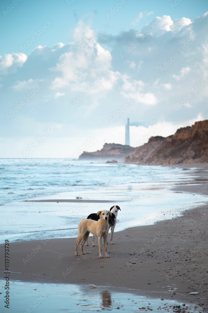 two dog looking into the distance on the beach and a lighthouse two dog looking into the distance on the beach and a lighthouse