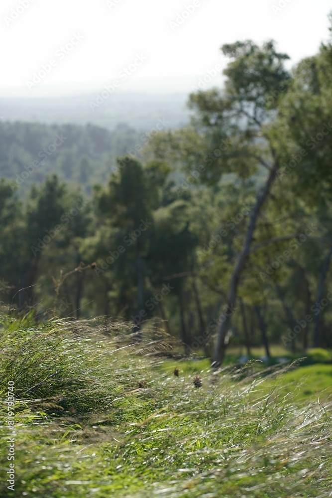 Fototapeta premium A vertical shot of the grass dancing in the wind with a blurred background