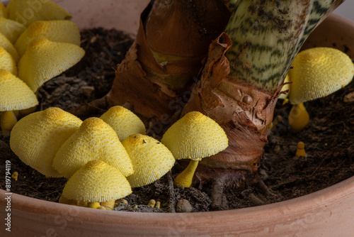 Leucocoprinus birnbaumii in a potted indoor plant photo