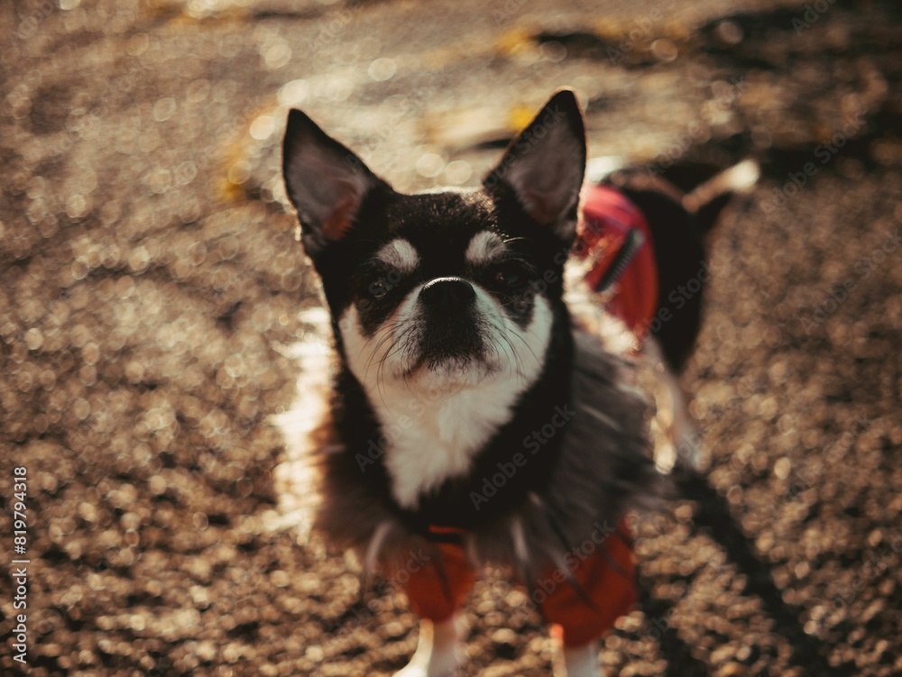 Chihuahua in red jacket selective focus closeup Chihuahua in red jacket selective focus closeup