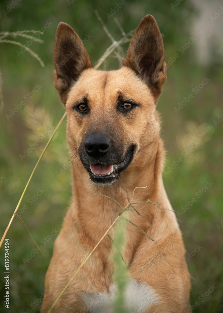 Brown Malinois dog standing amongst tall grass with its mouth open, enjoying the fresh air