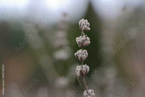 Macro shot of black sage in the foreground, surrounded by a blurred-out background photo