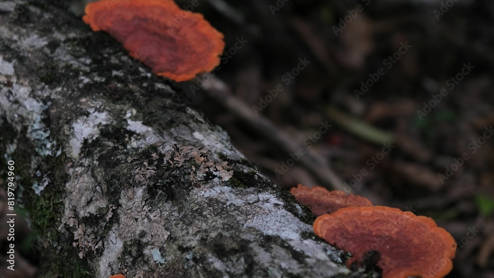 red funguss sit on a tree limb in the forest red funguss sit on a tree limb in the forest