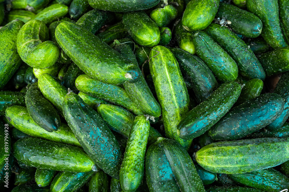 Fresh cucumber background. Green cucumbers Fresh cucumber background. Green cucumbers