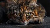 Attractive Animal in wild nature undomesticated cat close up portrait