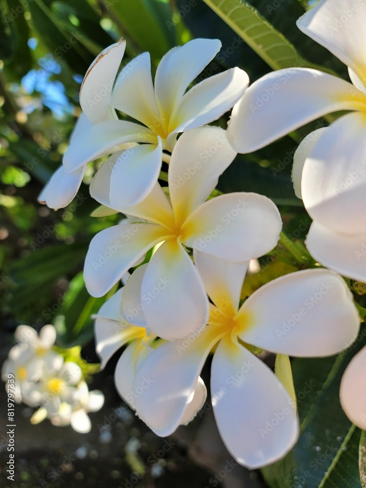 Closeup shot of Plumeria obtusa, the Singapore graveyard flowers. Closeup shot of Plumeria obtusa, the Singapore graveyard flowers.