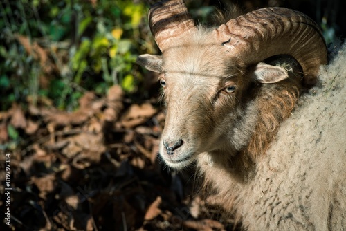 Majestic ram, featuring two impressive curved horns, stands in a lush greenery photo