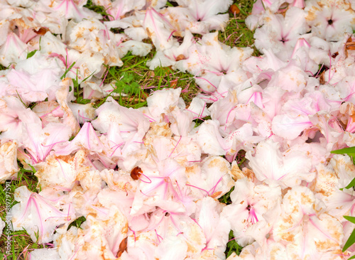 Rhododendron petals on the ground