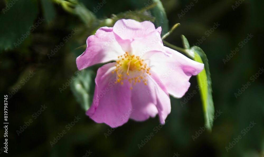 Closeup of vibrant pink Rosehip flower with yellow stamens and lush green leaves in the background