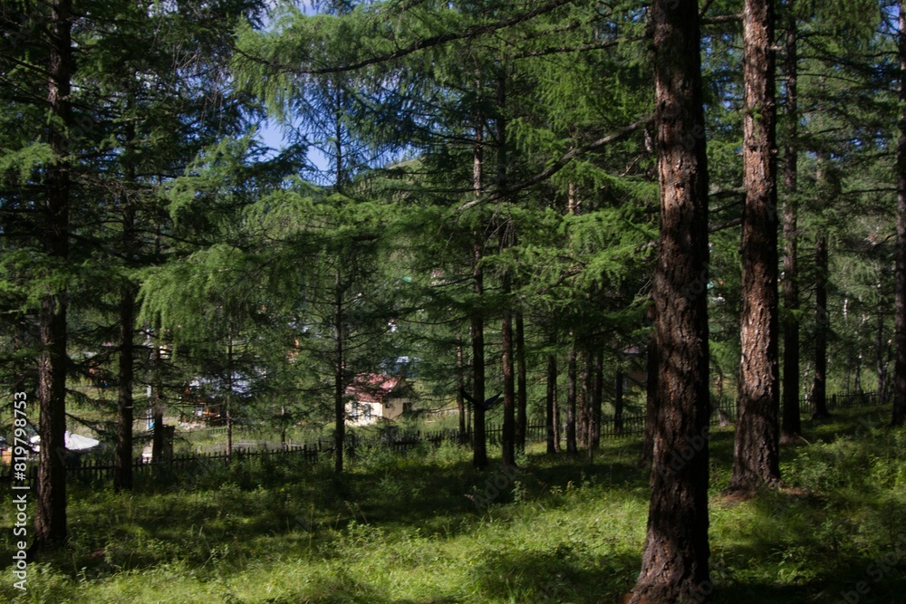 Scenic view of lush green trees, soft grass, and a bright blue sky in the background Scenic view of lush green trees, soft grass, and a bright blue sky in the background