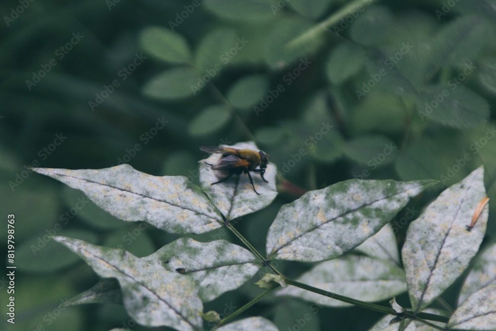 Closeup of a bumblebee perched on a green leaf in the forest Closeup of a bumblebee perched on a green leaf in the forest