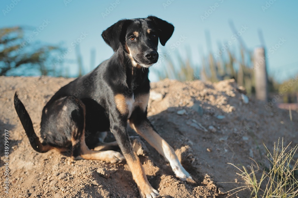 Black polish hound sitting in the sand at a beach Black polish hound sitting in the sand at a beach