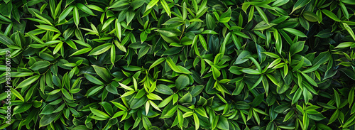 A captivating aerial view of lush green leaves adorning a boxwood hedge. Capturing nature's beauty from above. © Fernando