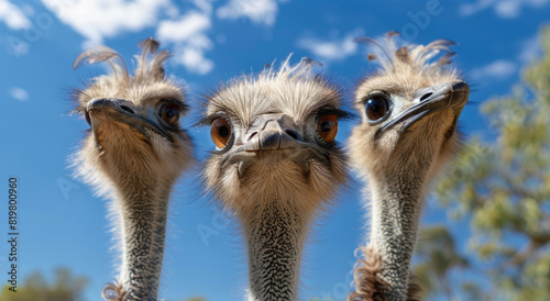 A group of emus with big eyes looking at the camera, funny and cute