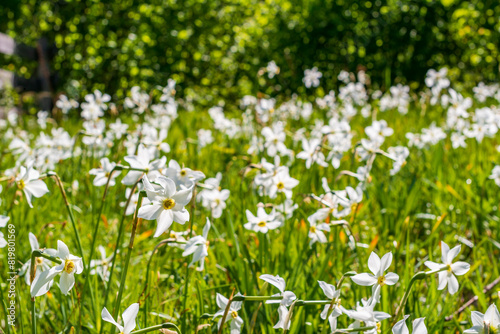 daffodil (Narcissus poeticus subsp. radiiflorus) on a meadow in the austrian national park kalkalpen near molln, upper austria