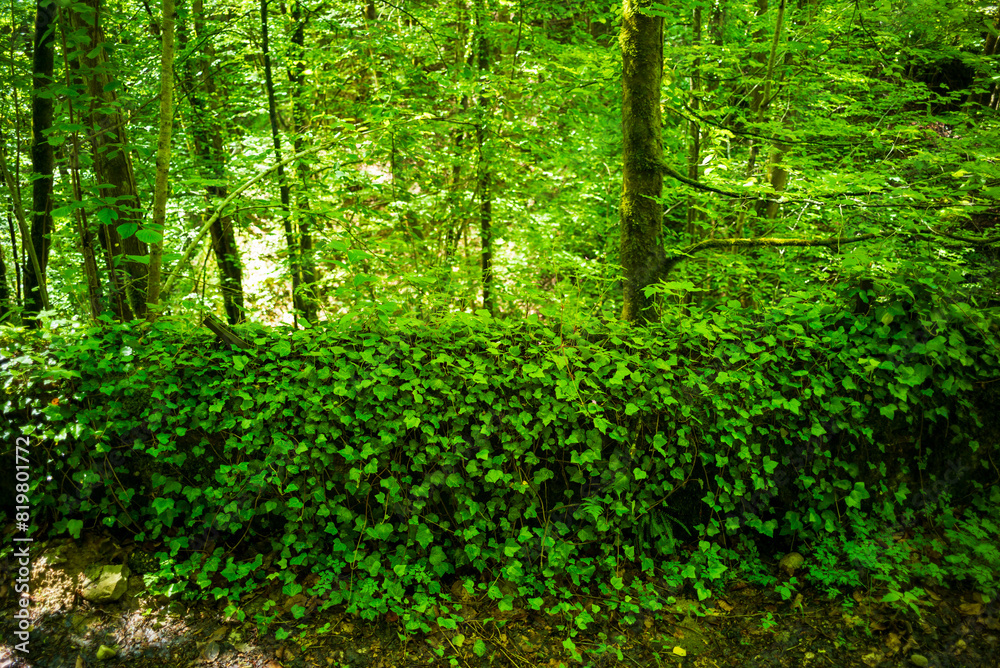 ivy on a wall in an austrian forest