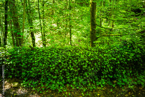 ivy on a wall in an austrian forest