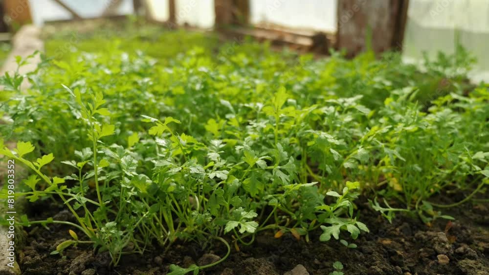Greenhouse seedlings sprouting in rich soil. Greenhouse seedlings sprouting in rich soil.