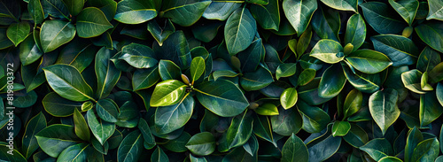 Captivating aerial view of lush green magnolia leaves adorning a boxwood hedge. Capturing nature s beauty from above.