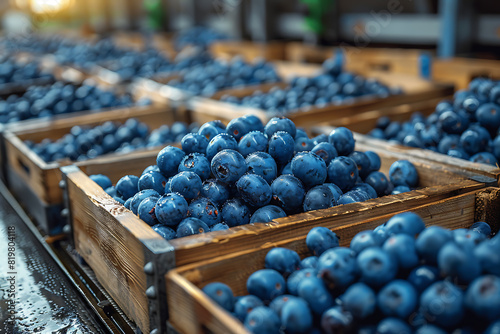 Wallpaper Mural The harvested strawberries are neatly packed in wooden boxes on the sorting line, ready for distribution at a bustling farm during the peak of the harvest season Torontodigital.ca