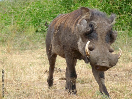 Wild warthog walking in a golden, grassy savanna. © Wirestock