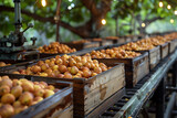 The harvested figs are meticulously packed in wooden boxes on the sorting line, ready for distribution from a bustling orchard during the peak of the harvest season