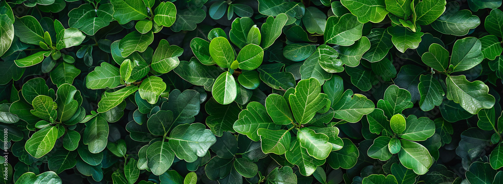 A top view of lush green leaves on a boxwood hedge background. Top down view of nature. A top view of lush green leaves on a boxwood hedge background. Top down view of nature.