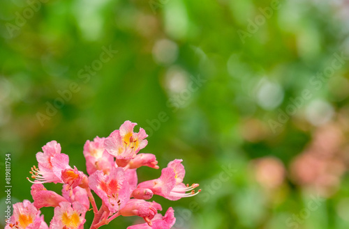 Pink Rhododendron flowers in bloom