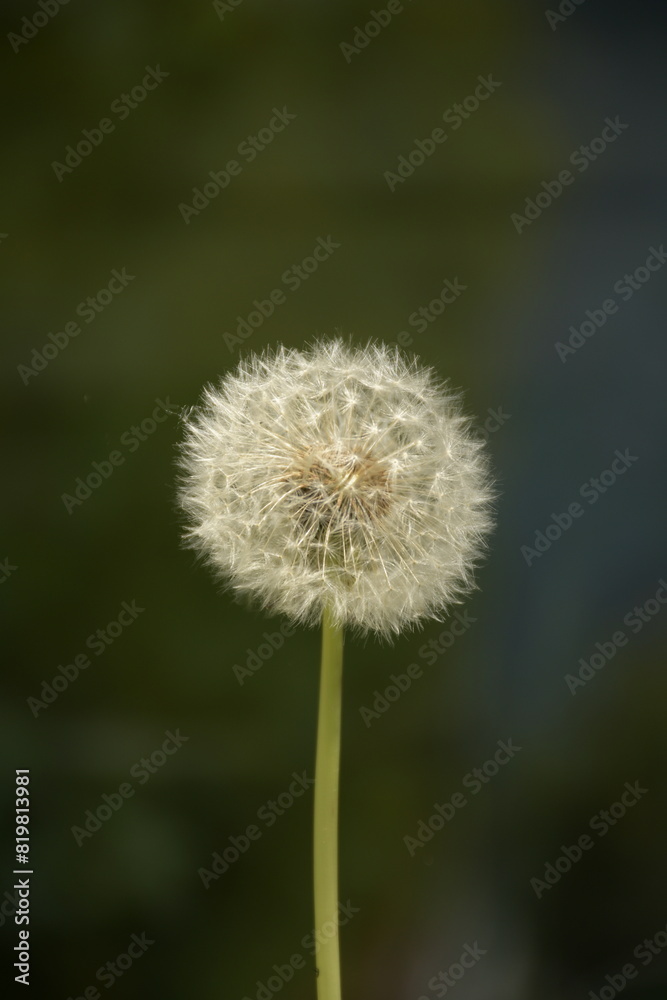 Obraz premium dandelion on a green background
