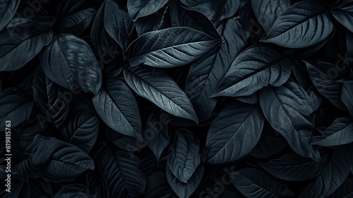 Top view of black leaves  tropical leaf background.