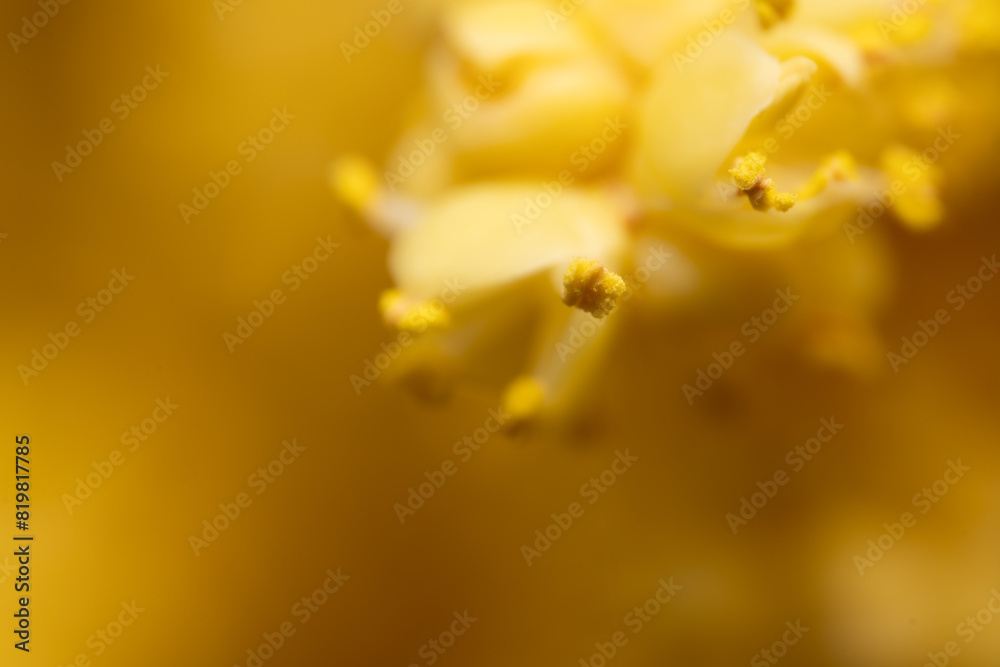Fototapeta premium The flowers of palm trees grow on an inflorescence. flowering stem, a special branch which carries a great number of tiny flowers