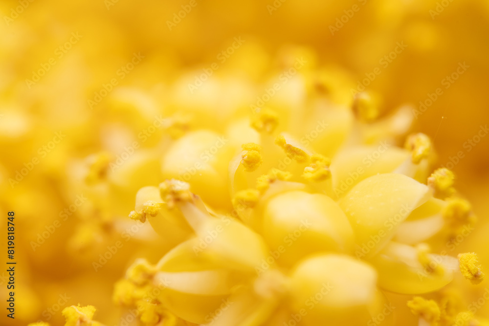 The flowers of palm trees grow on an inflorescence. flowering stem, a special branch which carries a great number of tiny flowers The flowers of palm trees grow on an inflorescence. flowering stem, a special branch which carries a great number of tiny flowers