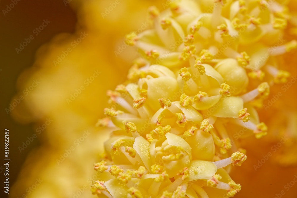 The flowers of palm trees grow on an inflorescence. flowering stem, a special branch which carries a great number of tiny flowers The flowers of palm trees grow on an inflorescence. flowering stem, a special branch which carries a great number of tiny flowers