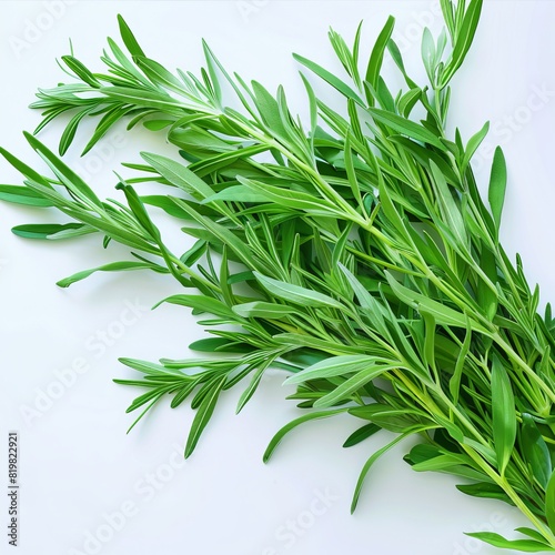 Estragon twigs, tarragon sprigs, fresh artemisia dracunculus grass, green spice leaves banner illustration