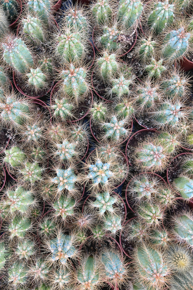 pianta grassa di cactus con spine, fat plant of cactus with thorns pianta grassa di cactus con spine, fat plant of cactus with thorns