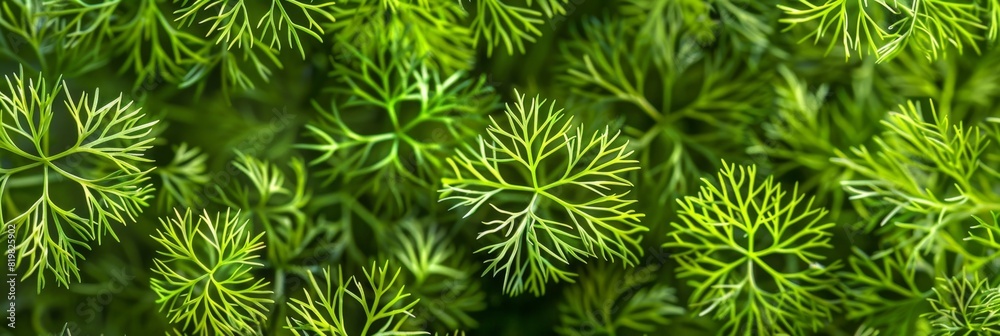 Dill sprig texture background, fresh fennel twigs pattern, raw herb plant bunch banner, fragrant dill leaves Dill sprig texture background, fresh fennel twigs pattern, raw herb plant bunch banner, fragrant dill leaves