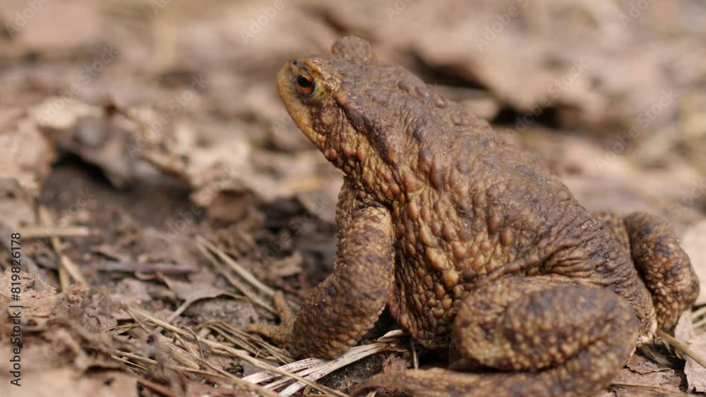 Toad on textured ground, vibrant eyes in focus. Toad on textured ground, vibrant eyes in focus.