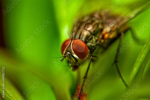 Detailed close-up macro of a shiny golden greenbottle fly sitting on a leaf. Domestic fly. close up compound eyes of fly on green background. Fly on a leaf macro