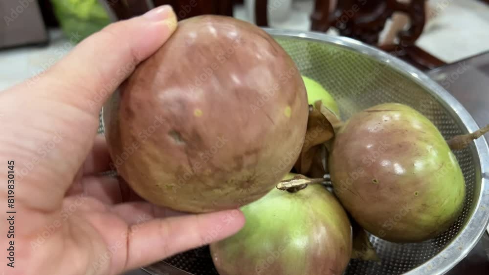 Chrysophyllum cainito Also known cainito, caimito, tar apple, star apple, purple star apple, golden leaf tree, abiaba, pomme de lait Golden leaf tree. Star apple fruits