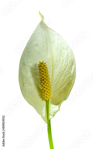 white flower of peace lily (Spathiphyllum wallisii) aka white sails, or spathe flower