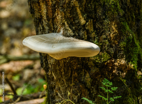 polypore mushroom on a tree trunk