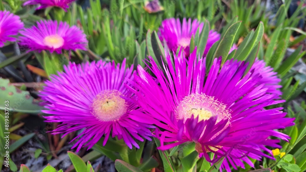 Obraz premium fiore viola